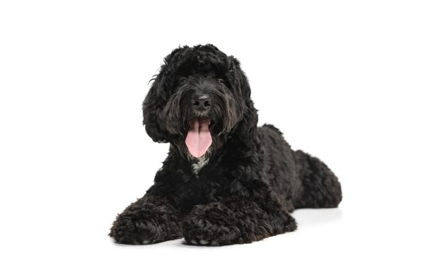 Discover the Best Labradoodles in California: Your Guide to Brasken Labradoodles